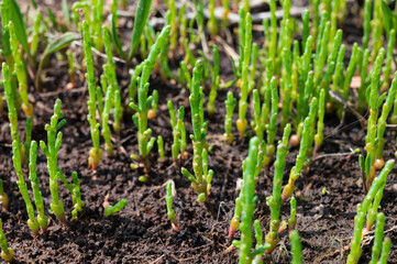 Botanical collection, edible sea succulent plant, Salicornia or sea glassworth weed, growing on salt marshes