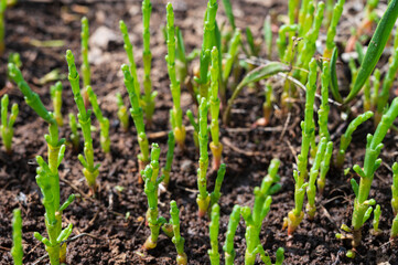Botanical collection, edible sea succulent plant, Salicornia or sea glassworth weed, growing on salt marshes