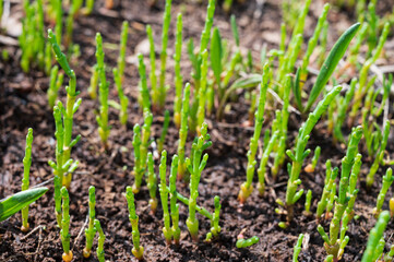 Botanical collection, edible sea succulent plant, Salicornia or sea glassworth weed, growing on salt marshes
