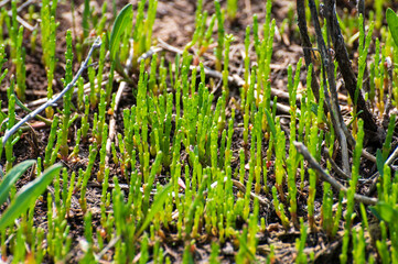 Botanical collection, edible sea succulent plant, Salicornia or sea glassworth weed, growing on salt marshes