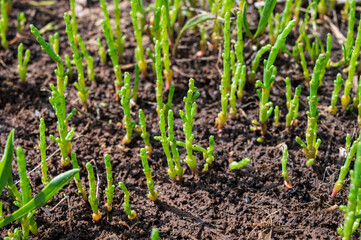 Botanical collection, edible sea succulent plant, Salicornia or sea glassworth weed, growing on salt marshes