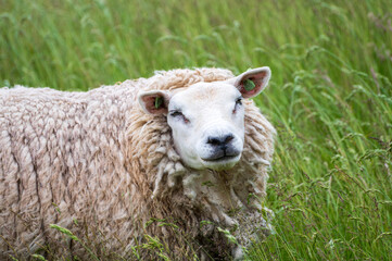 Animal collection, young and old sheeps grazing on green meadows on Schouwen-Duiveland, Zeeland, Netherlands