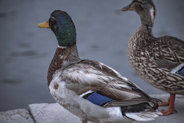 mallard duck with female looking over lake from edge of pond
