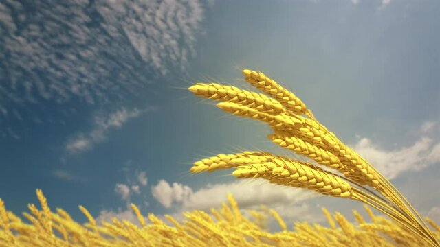 golden field of wheat spikelets on cloudy sky backdrop