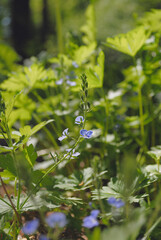 Fototapeta premium forget me not