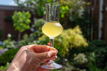 Drinking of cold sweet italian strong alcoholic liquor limoncello made from fresh lemons.