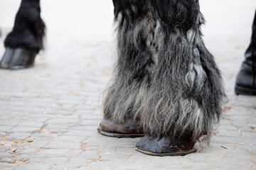 Breton horse legs and hooves with feathering and spats