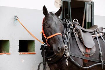 Face portrait of a black breton horse with harness
