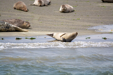 Fototapeta premium Animal collection, group of big sea seals resting on sandy beach during low tide in Oosterschelde, Zeeland, Netherlands