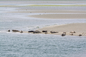 Fototapeta premium Animal collection, group of big sea seals resting on sandy beach during low tide in Oosterschelde, Zeeland, Netherlands
