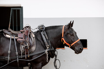 Face portrait of a black breton horse with harness