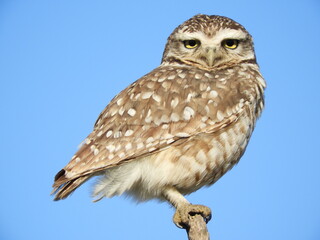 Athene cunicularia