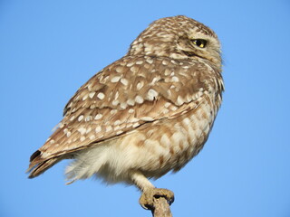 Athene cunicularia