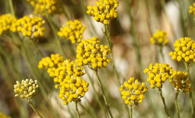 Fresh immortelle flowers in garden, Helichrysum arenarium background