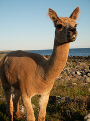 Llama closeups with eyelashes and teeth