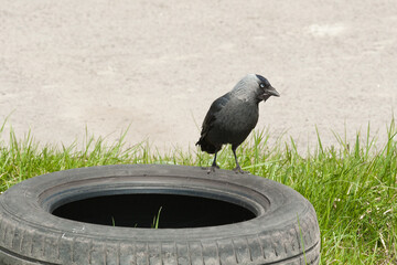 The grey crow with blue eyes sitting on the used tire