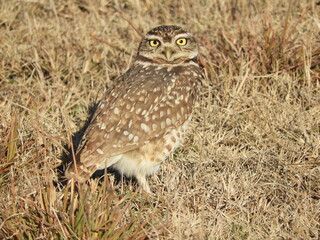 Athene cunicularia