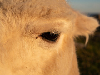 Llama closeups with eyelashes and teeth