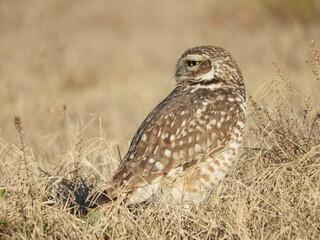 Athene cunicularia