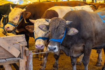 Cows standing side by side. front view