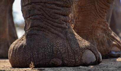 Fototapeta premium close up of an elephant