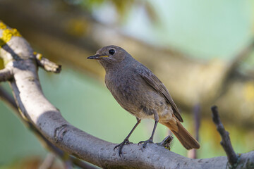 Black redstart - Phoenicurus ochruros standing on the branch with prey.