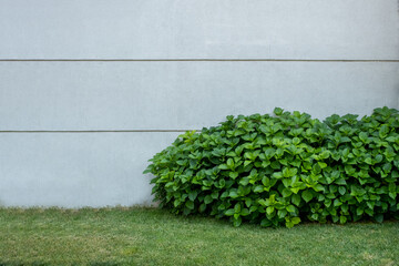 flower petals in front of white wall, front view