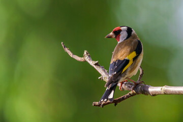 European Goldfinch, Carduelis carduelis on a branch. Czech republic