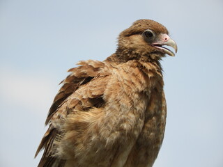 Chimango milvago