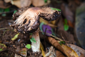 rotten mushroom in the forest