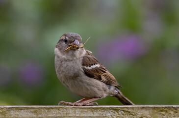 Close up of a House sparrow bird eating an insect standing on a wooden board with blurred background