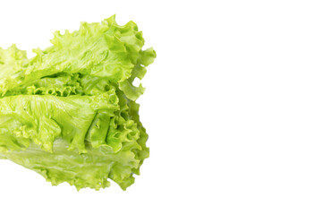 Fresh lettuce salad isolated on a white background.