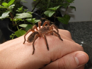 Tarantula