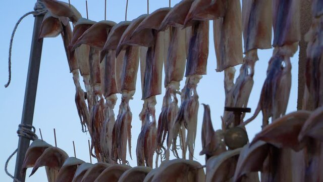 drying squids near the sea in the windy day
