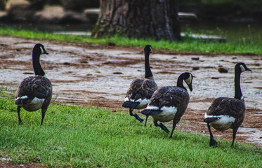 geese on the beach