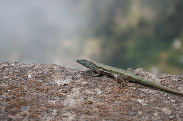 lizard on a rock