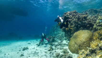 Diver and dolphin dive in the Red Sea