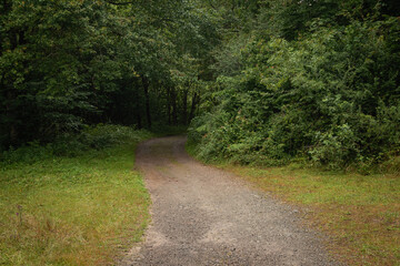 Forest road among trees in Spain