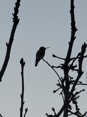 Sunset Hummingbird