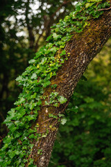 ivy growing on tree trunk