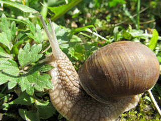 Cute grape snail with a large shell close-up crawling in the grass
