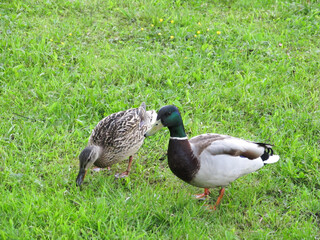 A married couple of ducks in close-up went for a walk
