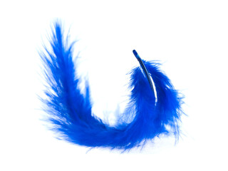 Blue feather on white background