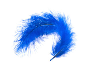 Blue feather on white background