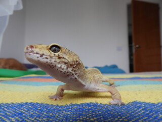 Gecko