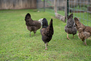 Chickens being chickens 