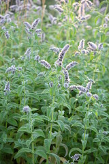 Kwitnąca mięta długolistna (Mentha Longifolia) © Monika