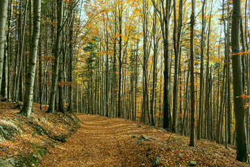 Obraz premium Narrow path lit by soft spring sunlight. Forest spring nature. Spring forest natural landscape with forest trees