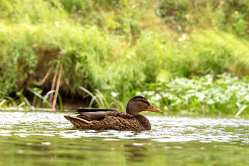 Close-up of mallard ducks swimming in the river