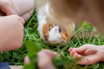 Girl plays with pet guinea pig in backyard of house on clover. Fresh grass in the diet of rodents.